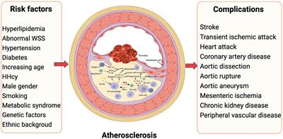 Characteristics and evaluation of atherosclerotic plaques: an overview of state-of-the-art techniques